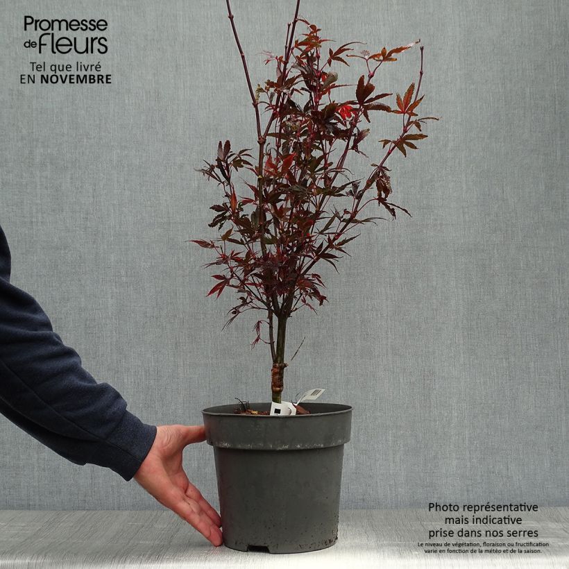 Esimerkki syksyllä toimitetusta Erable du Japon - Acer palmatum Brandt’s Dwarf Pot de 4L/5L-taimesta