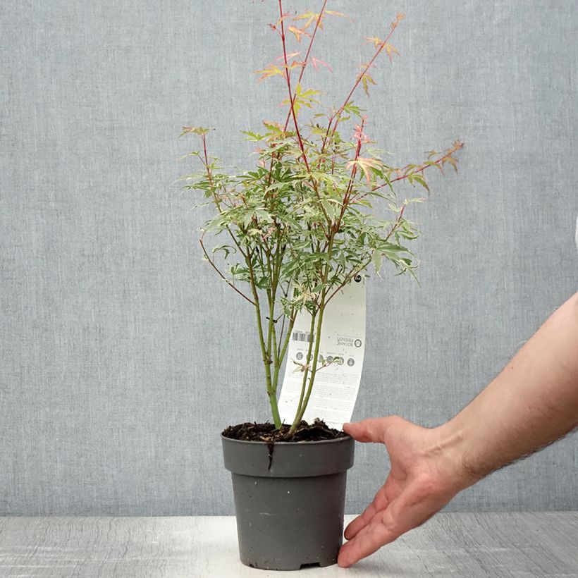 Esimerkki kesällä toimitetusta Érable du Japon - Acer palmatum Butterfly Pot de 10 cm/11cm-taimesta