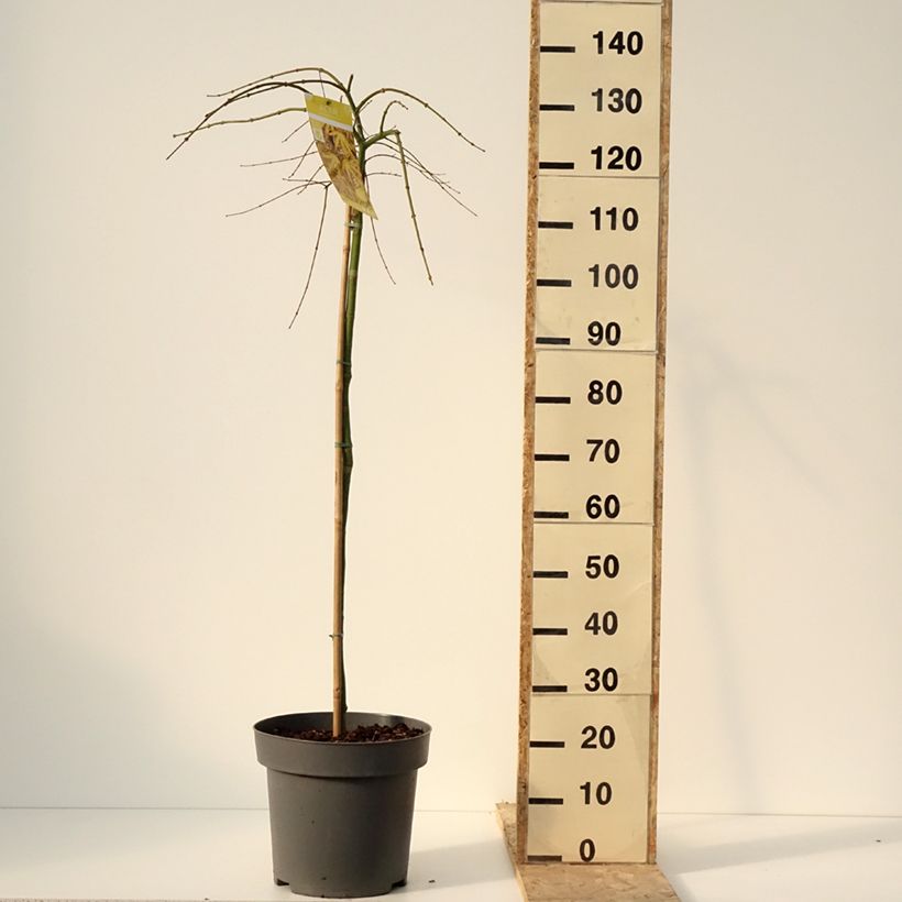 Esimerkki talvella toimitetusta Erable du Japon - Acer palmatum Cascade Citrine Pot de 12L/15L, Demi-Tige-taimesta
