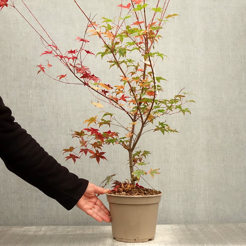 Esimerkki syksyllä toimitetusta Japaninvaahtera Deshojo 4 litran/5 litran ruukku-taimesta