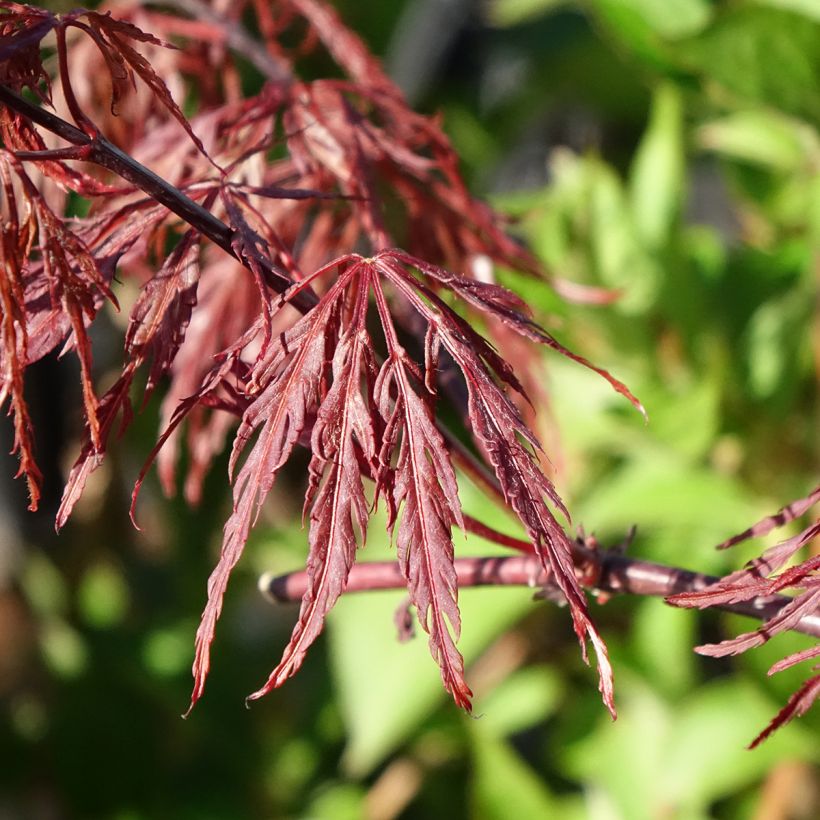 Verijapaninvaahtera Firecracker (Lehvistö)
