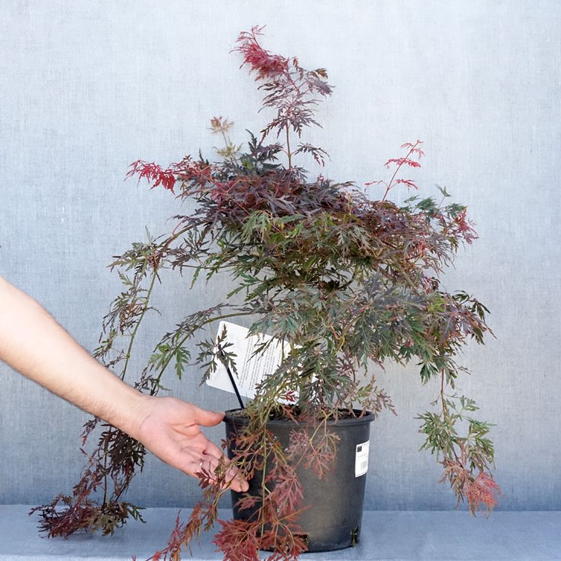 Esimerkki kesällä toimitetusta Sulkajapaninvaahtera Dissectum Orangeola 7,5 litran / 10 litran ruukku-taimesta