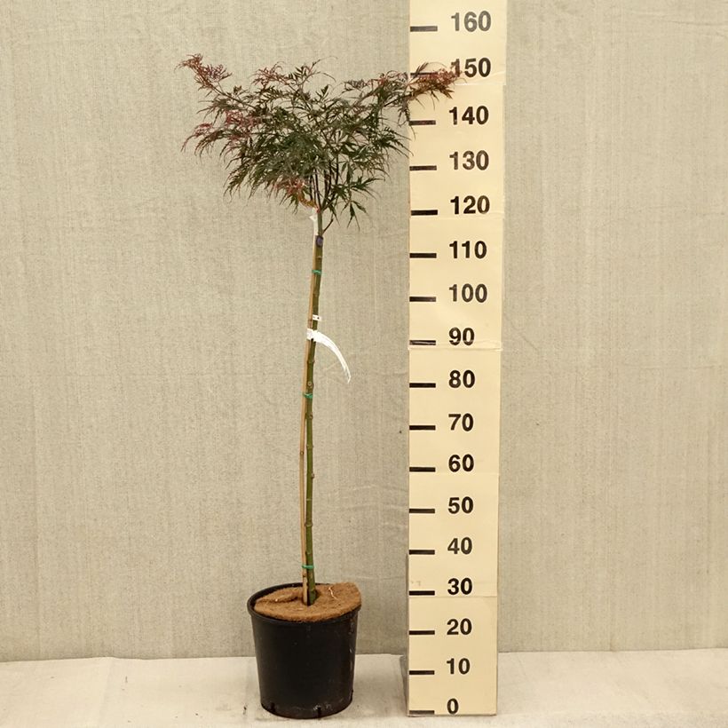 Esimerkki syksyllä toimitetusta Sulkajapaninvaahtera Dissectum Tamukeyama 7,5 litran / 10 litran ruukku-taimesta