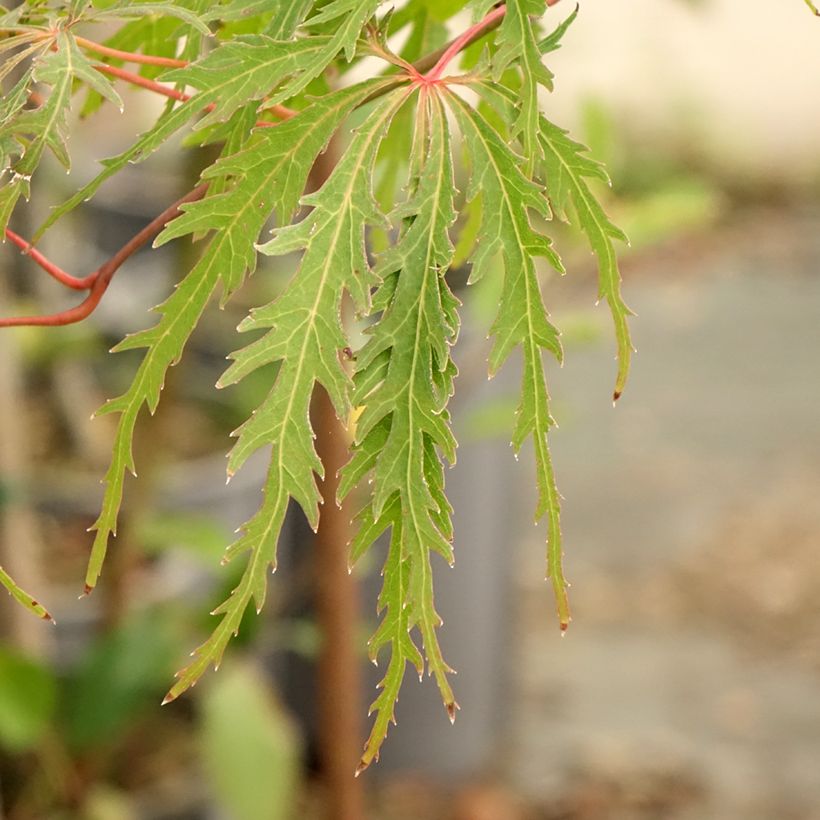 Sulkajapaninvaahtera Dissectum Viridis (Lehvistö)