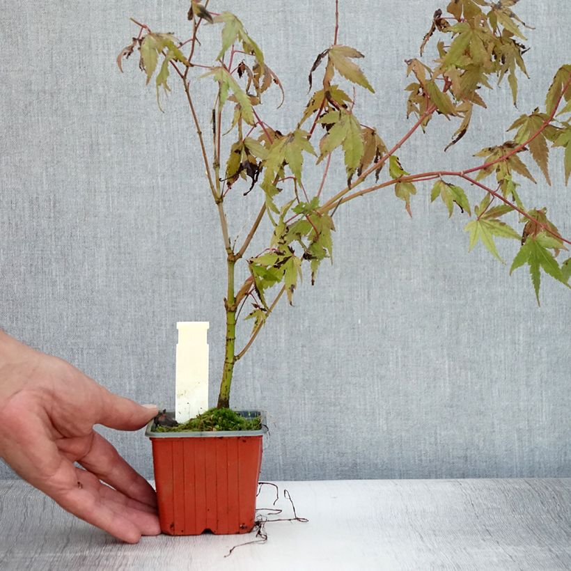 Esimerkki kesällä toimitetusta Japaninvaahtera - Acer palmatum 8/9 cm taimiruukku-taimesta