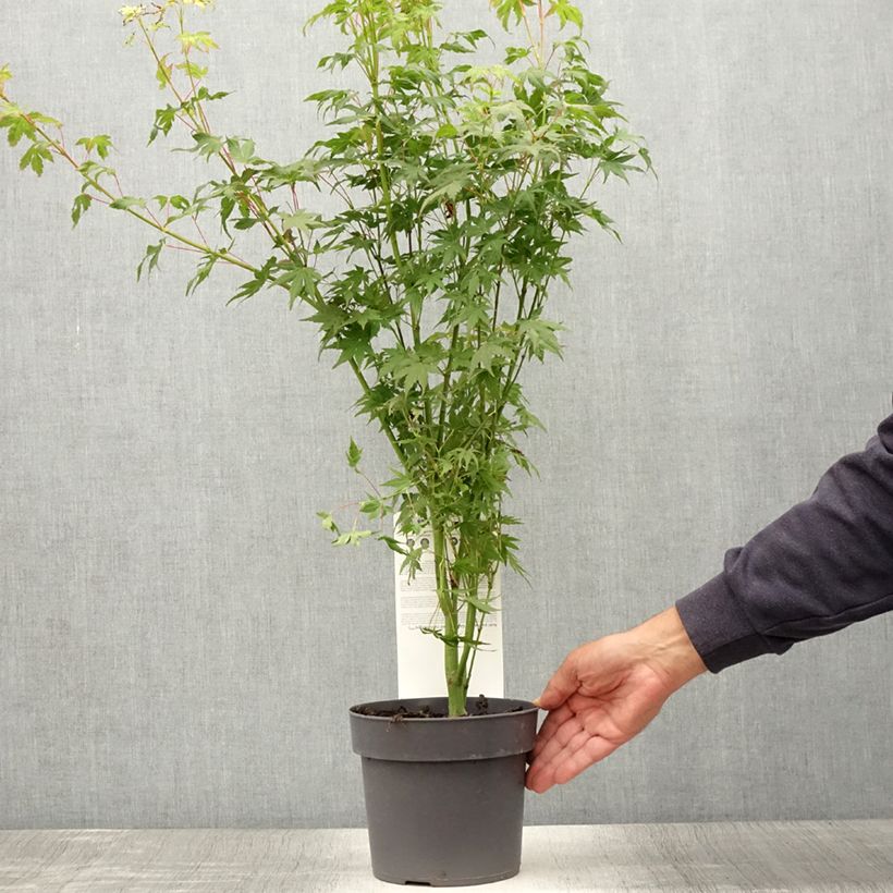 Esimerkki kesällä toimitetusta Érable du Japon - Acer palmatum Going Green Pot de 3L/4L-taimesta