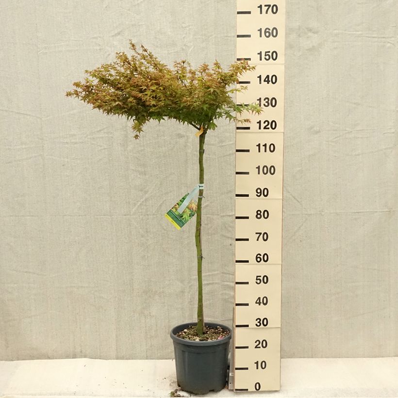Esimerkki keväällä toimitetusta Érable du Japon - Acer palmatum Little Princess Pot de 12L/15L, Demi-tige-taimesta