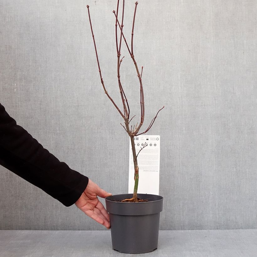 Esimerkki talvella toimitetusta Erable du Japon - Acer palmatum Little Red Pot de 3L/4L-taimesta