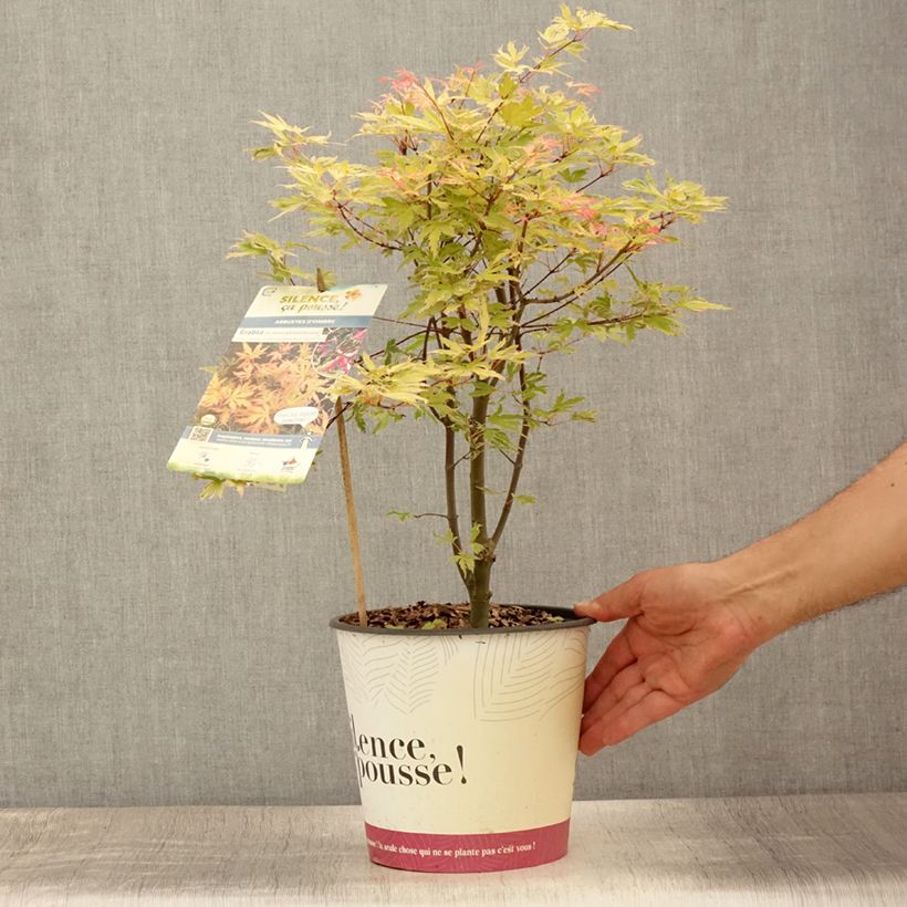 Esimerkki kesällä toimitetusta Erable du Japon - Acer palmatum Metamorphosa Pot de 4L/5L-taimesta
