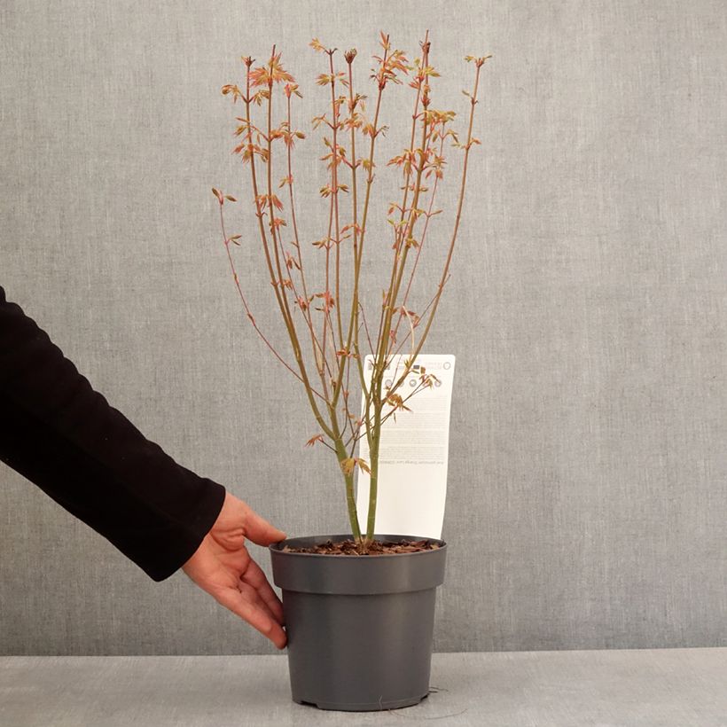 Esimerkki keväällä toimitetusta Erable du Japon - Acer palmatum Orange Lace Pot de 10 cm/11cm-taimesta