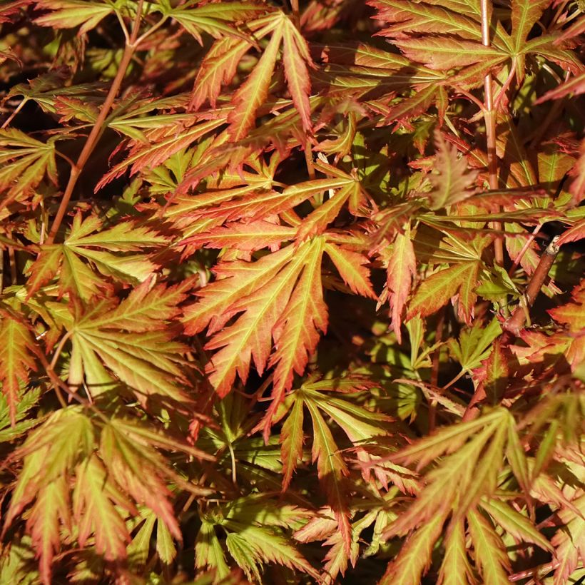 Japaninvaahtera Orange Lace (Lehvistö)