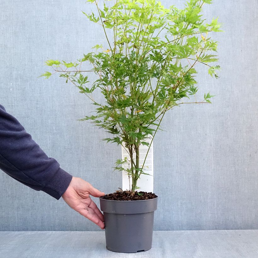 Esimerkki syksyllä toimitetusta Japaninvaahtera Orange Lace 3 litran/4 litran ruukku-taimesta