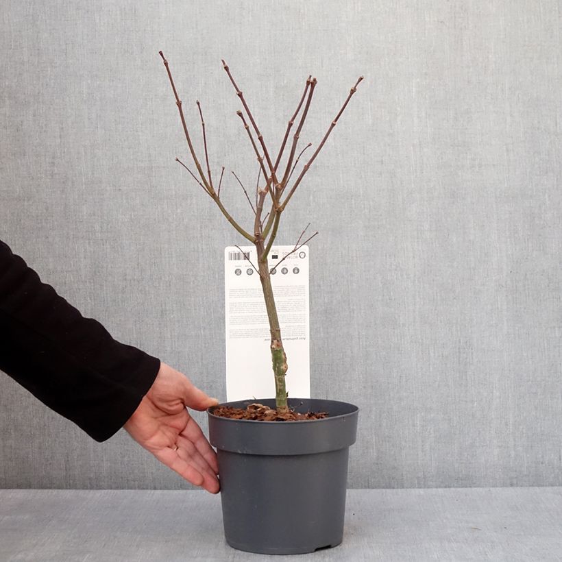 Esimerkki talvella toimitetusta Érable du Japon - Acer palmatum Peve Dave Pot de 3L/4L-taimesta