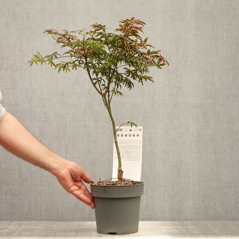 Esimerkki kesällä toimitetusta Érable du Japon - Acer palmatum Peve Starfish Pot de 2L/3L-taimesta
