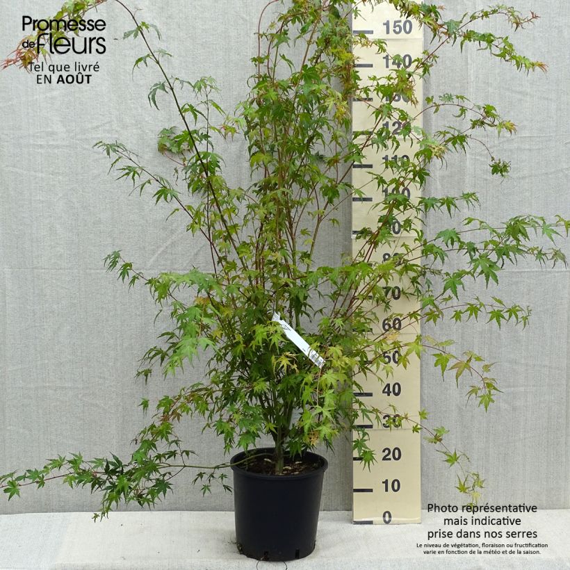 Esimerkki kesällä toimitetusta Japaninvaahtera - Acer palmatum 7,5 litran / 10 litran ruukku-taimesta
