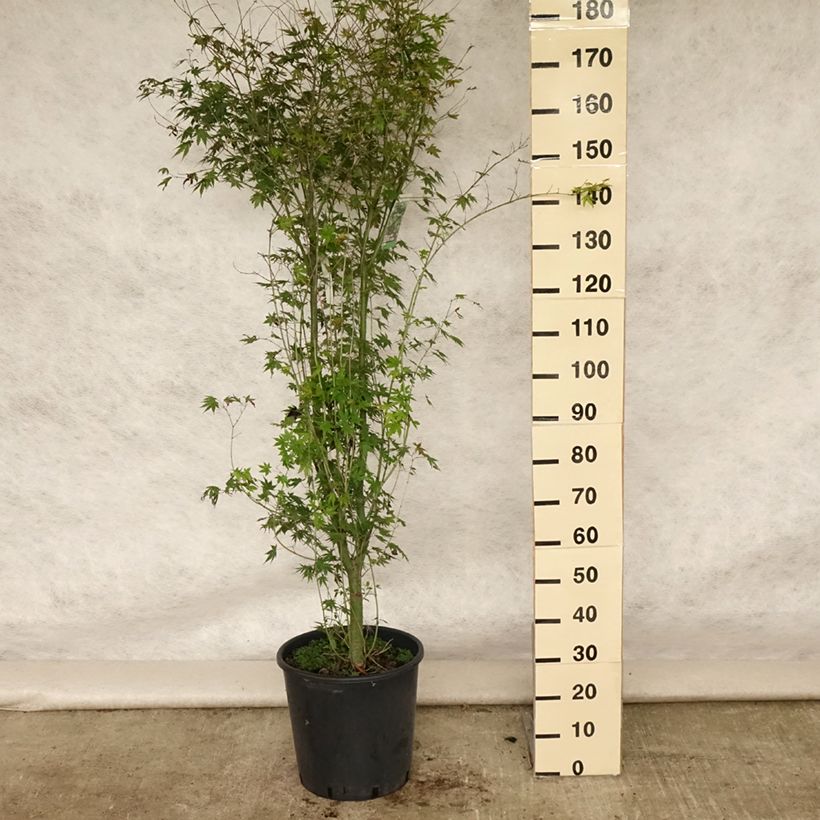 Esimerkki kesällä toimitetusta Japaninvaahtera - Acer palmatum 20 litran/25 litran ruukku-taimesta