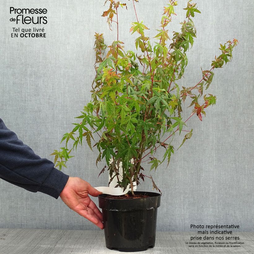 Esimerkki syksyllä toimitetusta Japaninvaahtera - Acer palmatum 3 litran/4 litran ruukku-taimesta