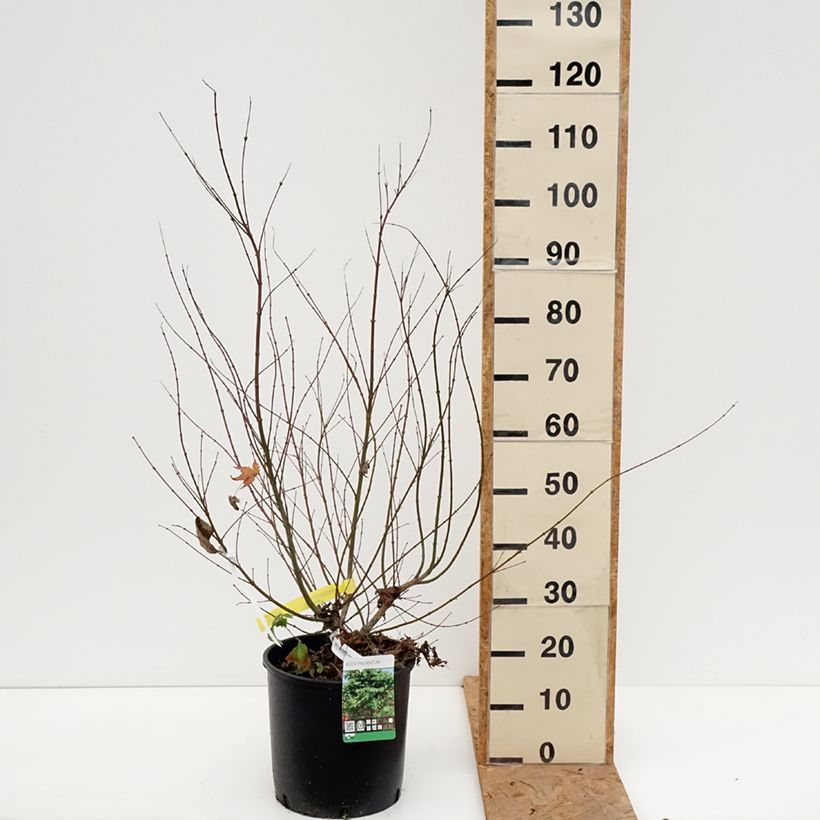 Esimerkki syksyllä toimitetusta Japaninvaahtera - Acer palmatum 7,5 litran / 10 litran ruukku-taimesta