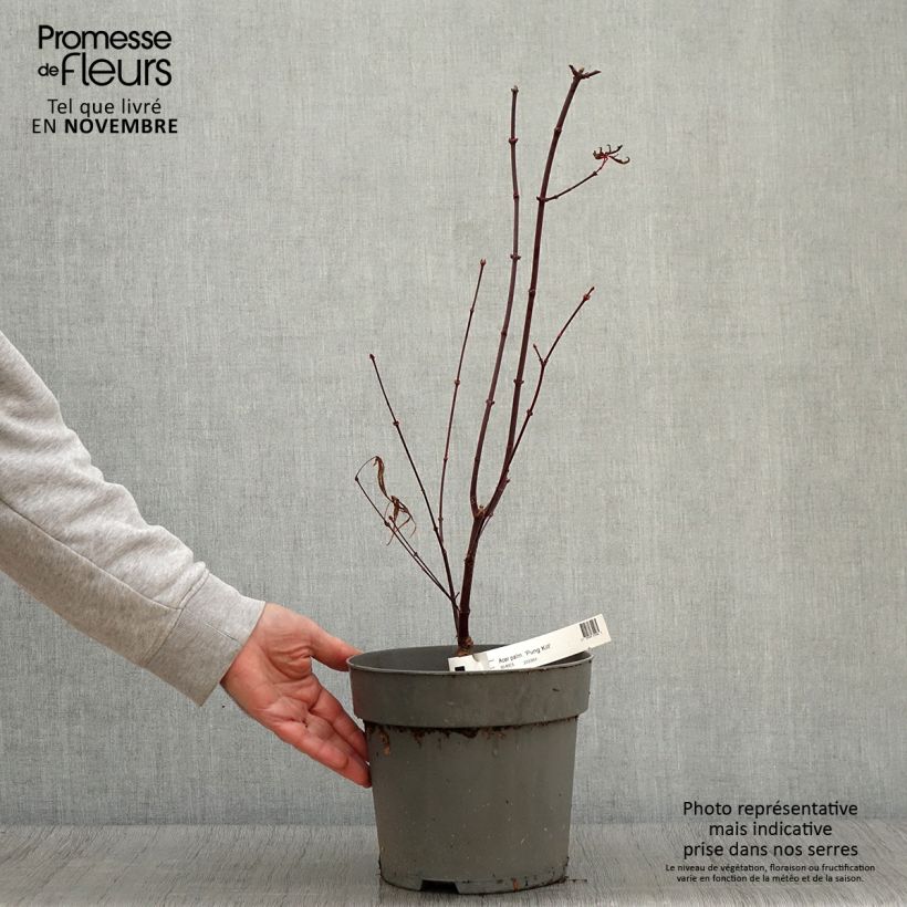 Esimerkki syksyllä toimitetusta Erable du Japon - Acer palmatum Pung Kill Pot de 4L/5L-taimesta