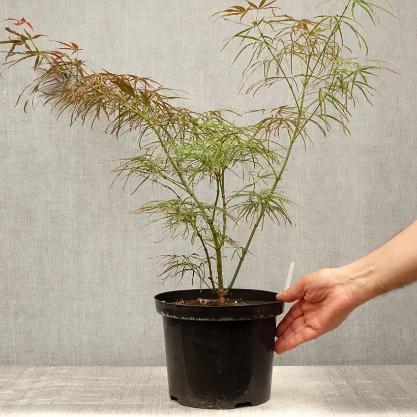 Esimerkki kesällä toimitetusta Verijapaninvaahtera Red Pygmy 3 litran/4 litran ruukku-taimesta
