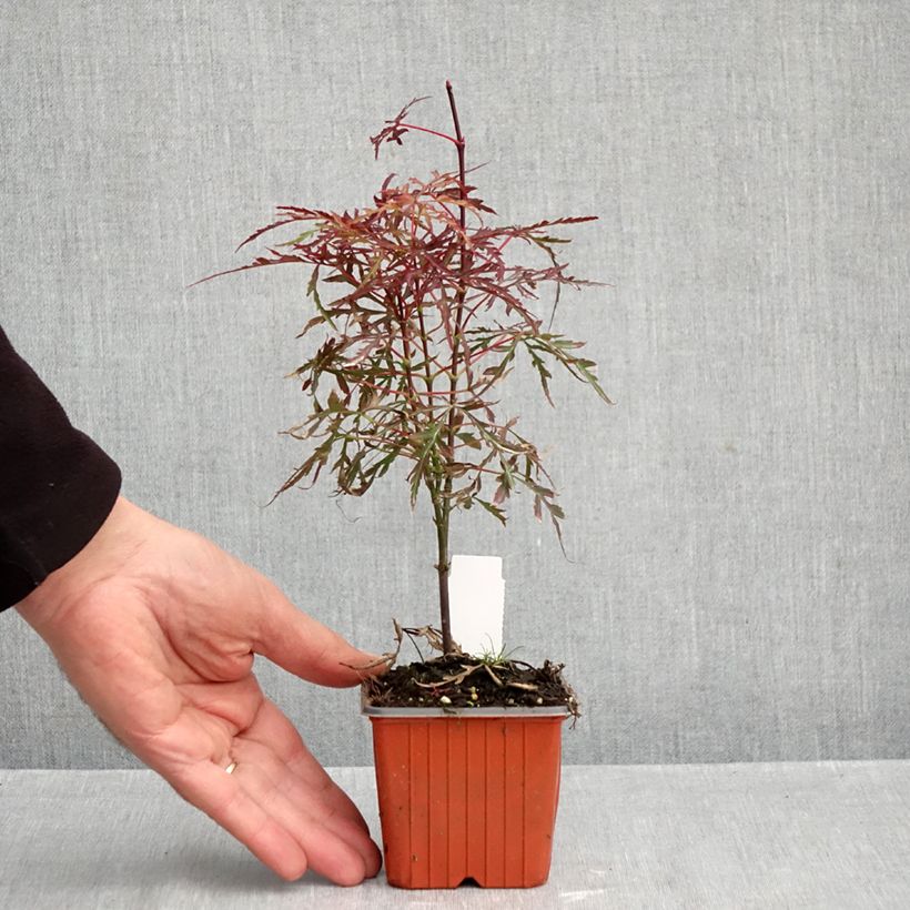 Esimerkki syksyllä toimitetusta Verijapaninvaahtera Royal Garnet 8/9 cm taimiruukku-taimesta