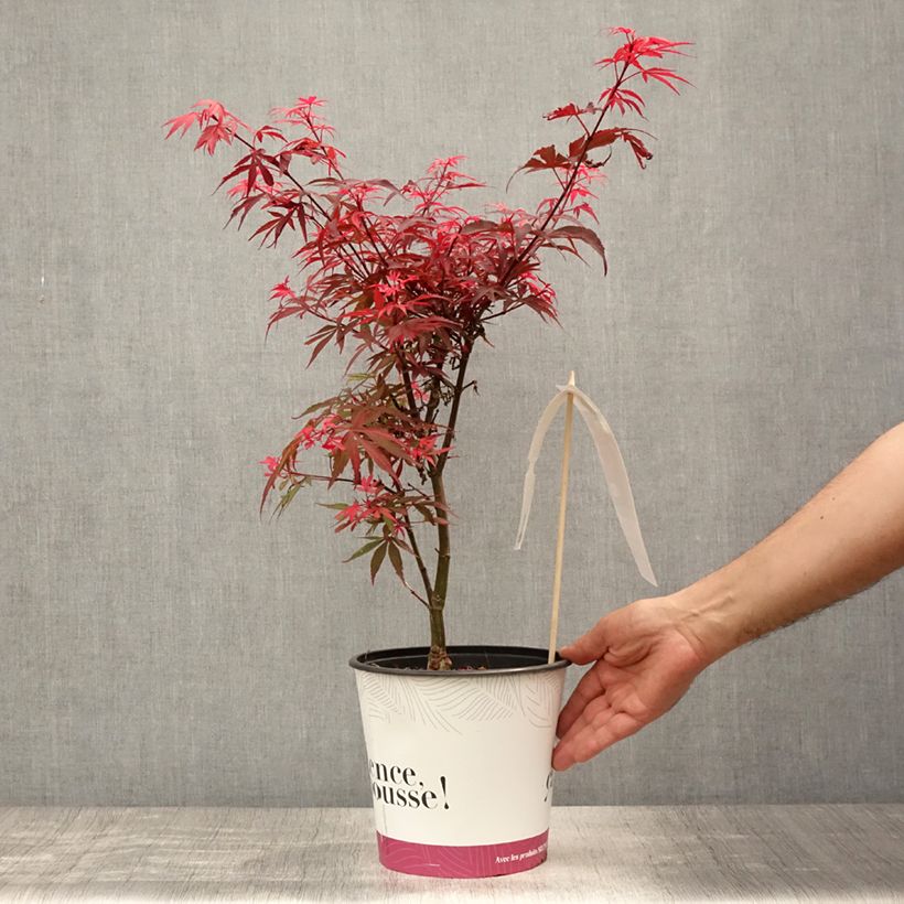 Esimerkki kesällä toimitetusta Verijapaninvaahtera Shaina 3 litran/4 litran ruukku-taimesta