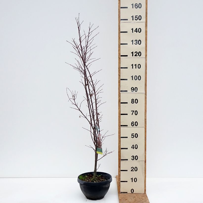 Esimerkki syksyllä toimitetusta Verijapaninvaahtera Skeeter's Broom 7,5 litran/10 litran malja, Pensas-taimesta
