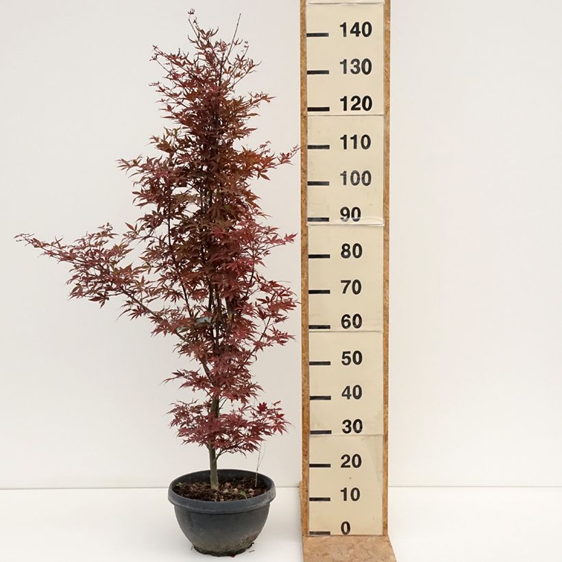 Esimerkki kesällä toimitetusta Verijapaninvaahtera Skeeter's Broom 7,5 litran/10 litran malja, Pensas-taimesta