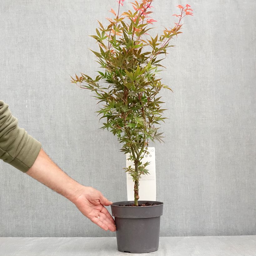 Esimerkki kesällä toimitetusta Verijapaninvaahtera Skeeter's Broom 3 litran/4 litran ruukku-taimesta