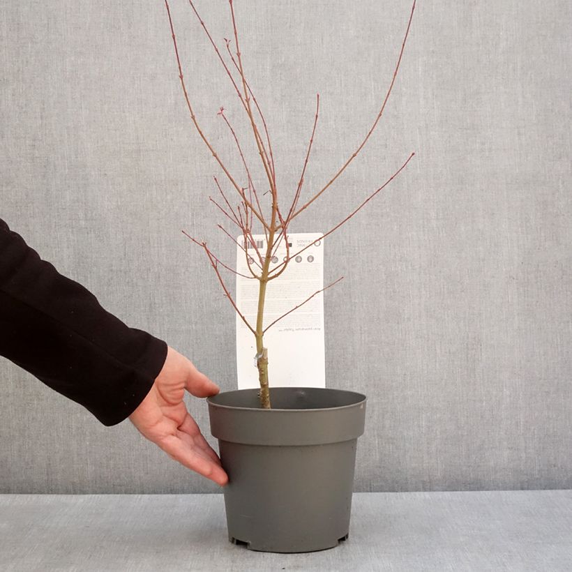 Esimerkki talvella toimitetusta Erable du Japon - Acer palmatum Taylor Pot de 3L/4L-taimesta