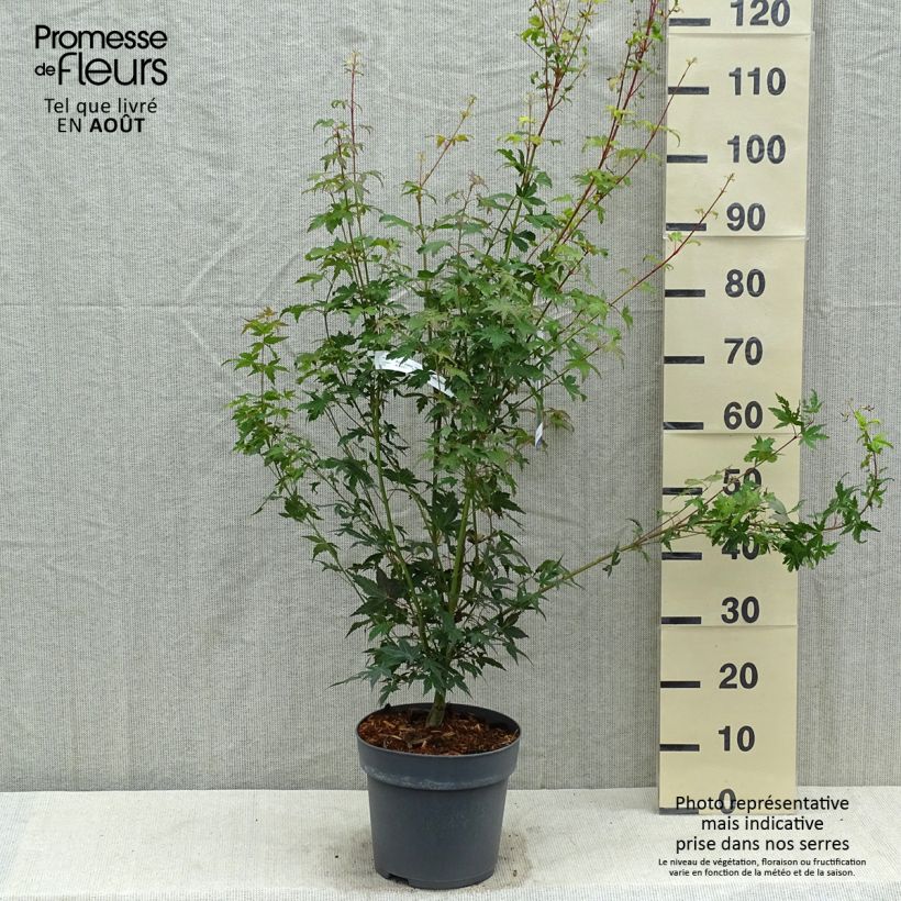 Esimerkki kesällä toimitetusta Erable du Japon - Acer palmatum Tsukasa Silhouette Pot de 6L/7L-taimesta