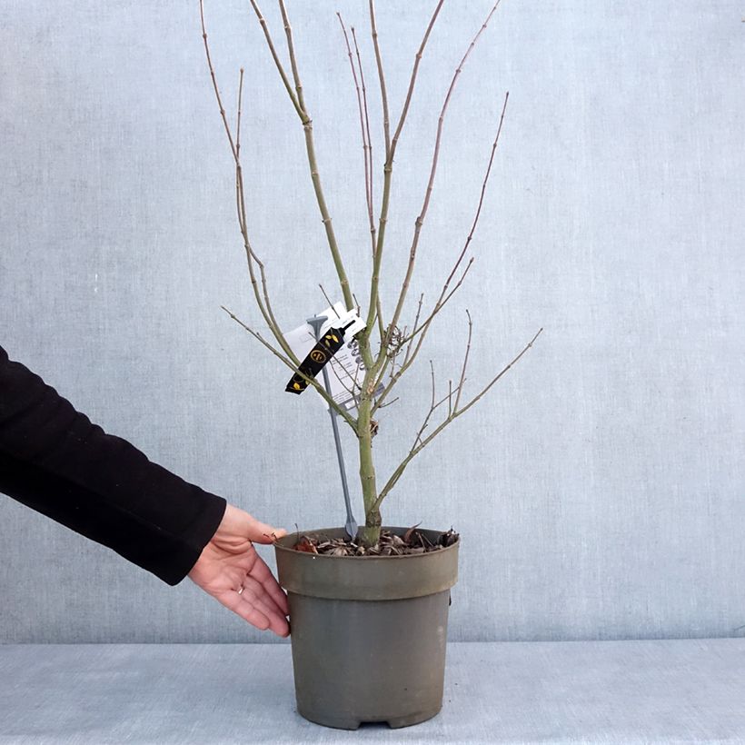 Esimerkki talvella toimitetusta Erable du Japon - Acer palmatum Villa taranto Pot de 4L/5L-taimesta