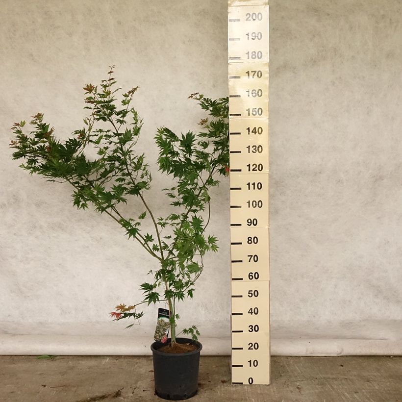 Esimerkki kesällä toimitetusta Erable du Japon - Acer pseudosieboldianum North Wind Pot de 12L/15L-taimesta