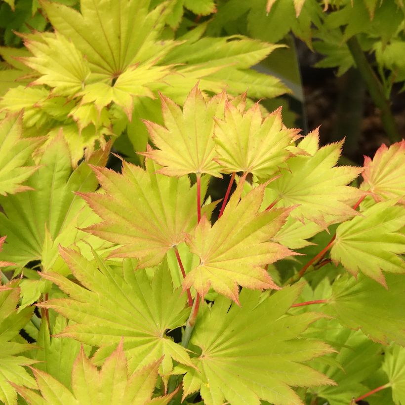 Hondonvaahtera Aureum (Lehvistö)