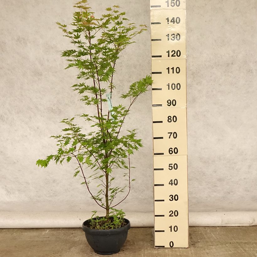Esimerkki kesällä toimitetusta Hondonvaahtera Jordan 7,5 litran/10 litran malja-taimesta