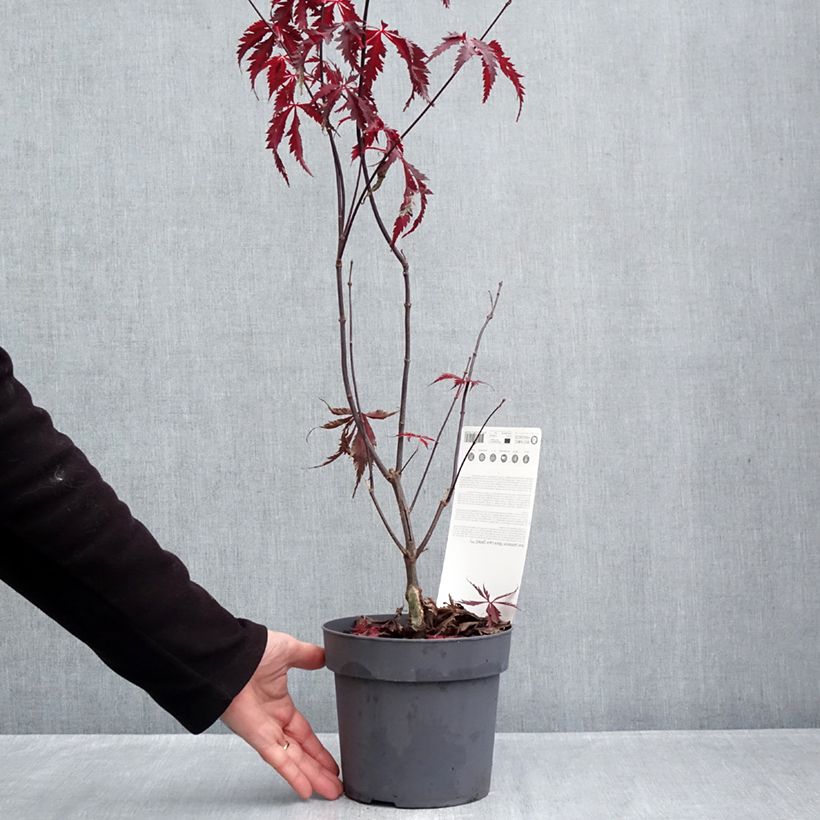 Esimerkki syksyllä toimitetusta Verijapaninvaahtera Black Lace 2 litran/3 litran ruukku-taimesta