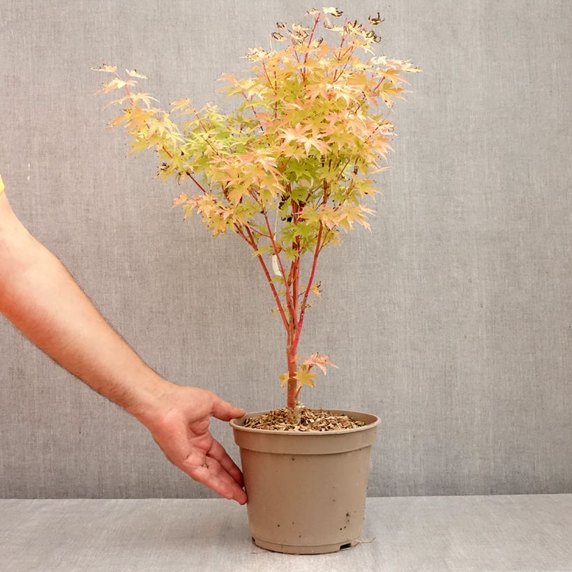 Esimerkki syksyllä toimitetusta Japaninvaahtera Red Wood 4 litran/5 litran ruukku-taimesta