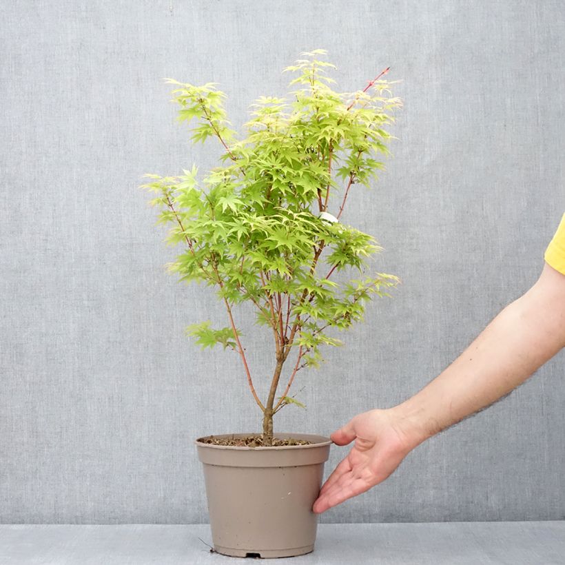 Esimerkki keväällä toimitetusta Erable du Japon Red Wood greffé Pot de 4L/5L-taimesta