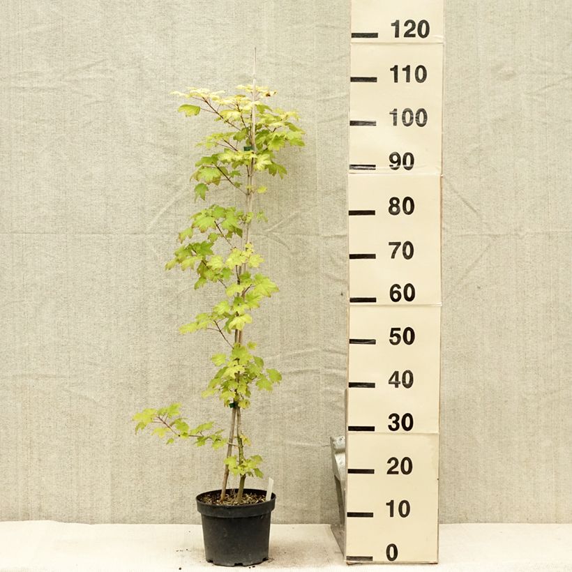 Esimerkki kesällä toimitetusta Erable hybride - Acer x orientalia Minorient Pot de 3L/4L-taimesta