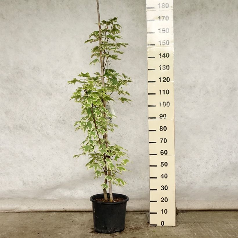 Esimerkki kesällä toimitetusta Metsävaahtera Drummondii 12 litran/15 litran ruukku, Muotoilematon piiskataimi-taimesta