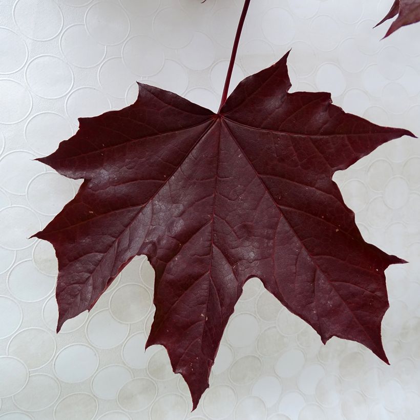 Metsävaahtera Crimson King (Lehvistö)
