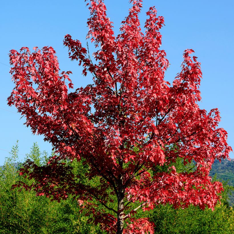 Punavaahtera punainen - Acer rubrum (Kasvutapa)