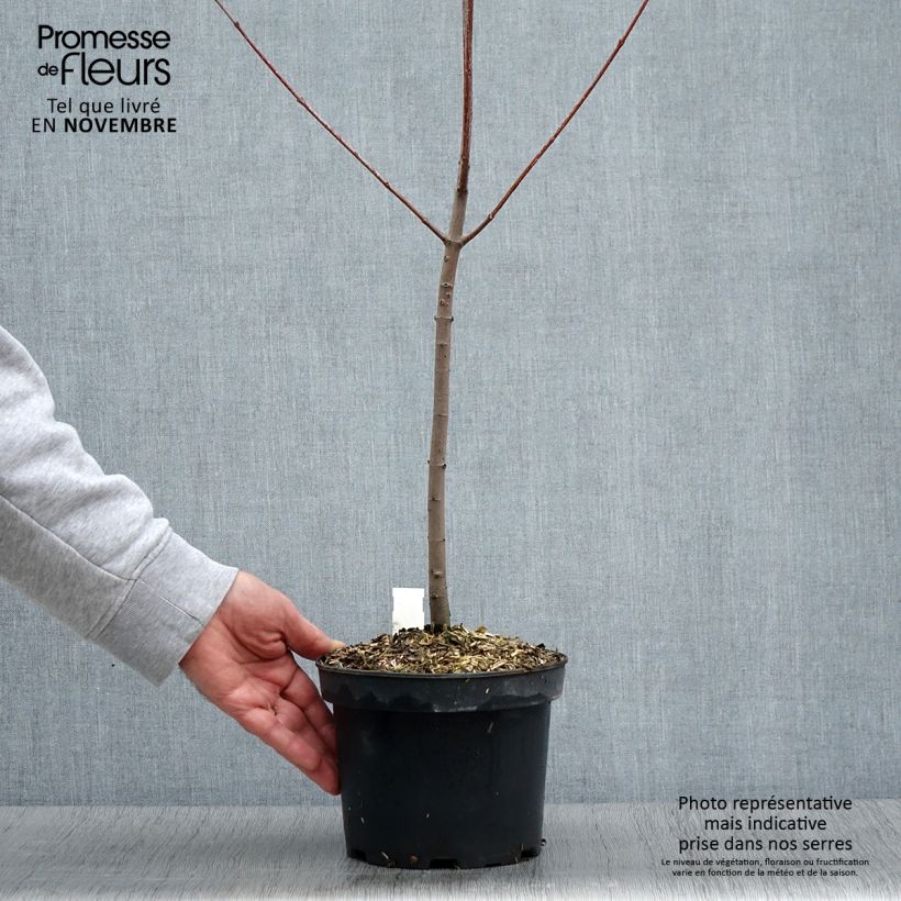 Esimerkki syksyllä toimitetusta Punavaahtera punainen - Acer rubrum 3 litran/4 litran ruukku-taimesta