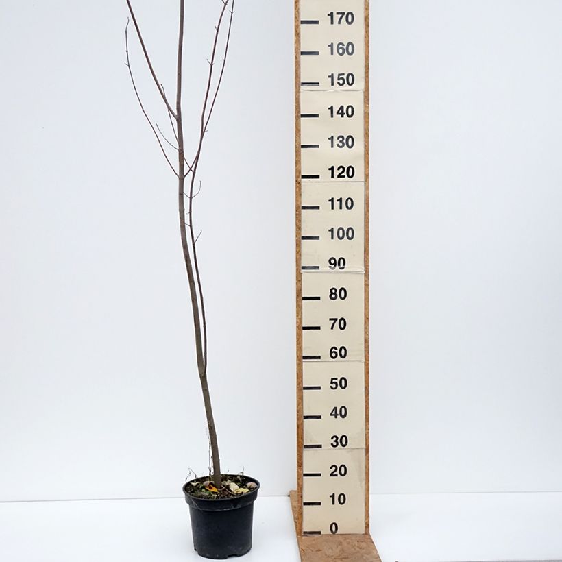 Esimerkki syksyllä toimitetusta Punavaahtera punainen - Acer rubrum 7,5 litran / 10 litran ruukku-taimesta