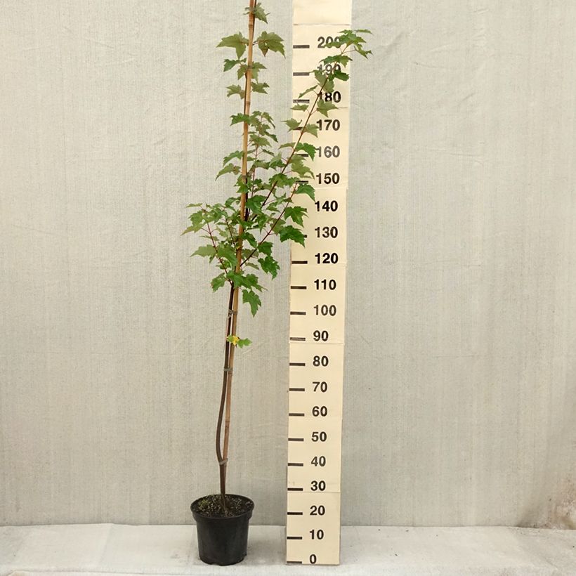 Esimerkki kesällä toimitetusta Punavaahtera punainen - Acer rubrum 7,5 litran / 10 litran ruukku-taimesta