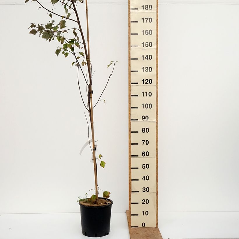 Esimerkki syksyllä toimitetusta Punavaahtera Summer Red 12 litran/15 litran ruukku-taimesta