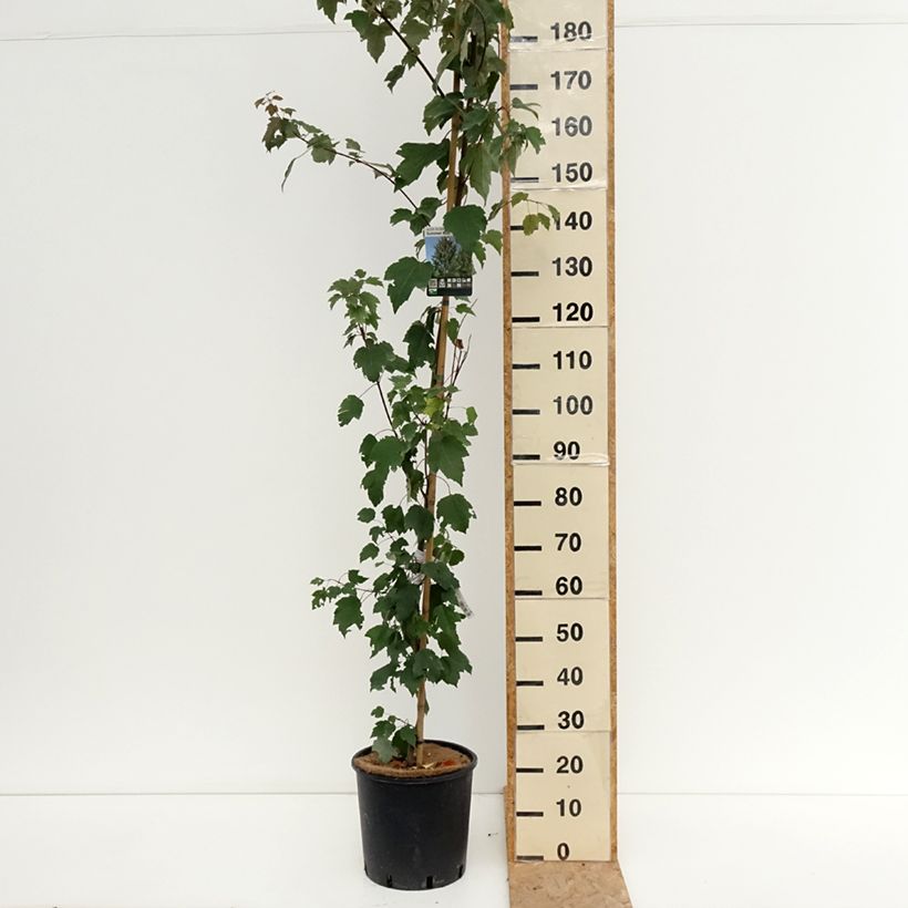 Esimerkki kesällä toimitetusta Punavaahtera Summer Red 12 litran/15 litran ruukku-taimesta