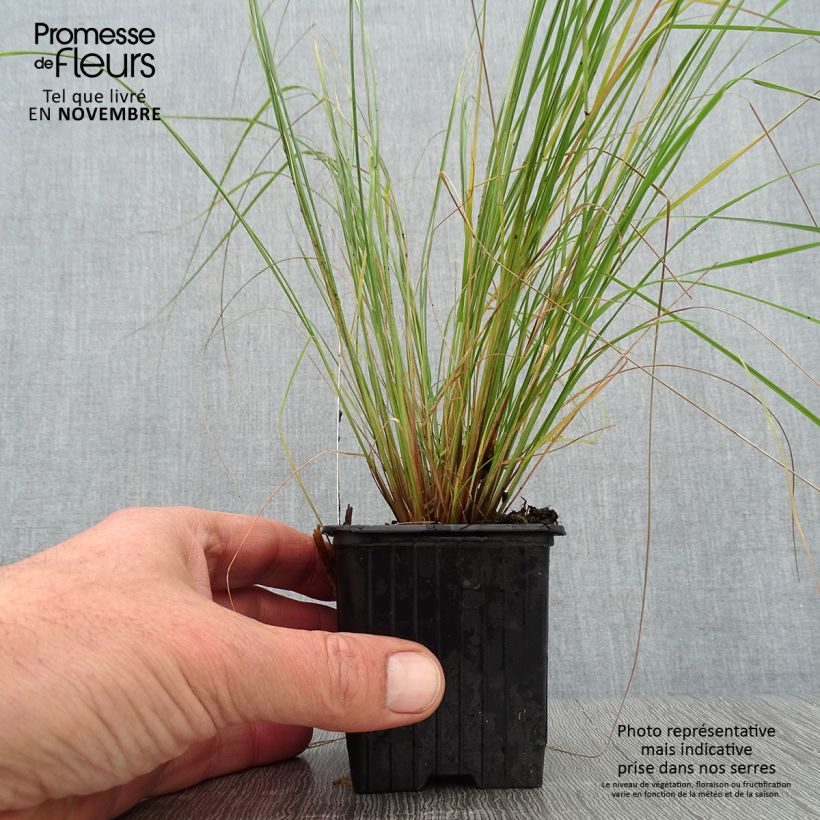 Esimerkki syksyllä toimitetusta Kaartoröllinurmikka - Eragrostis curvula 8/9 cm taimiruukku-taimesta
