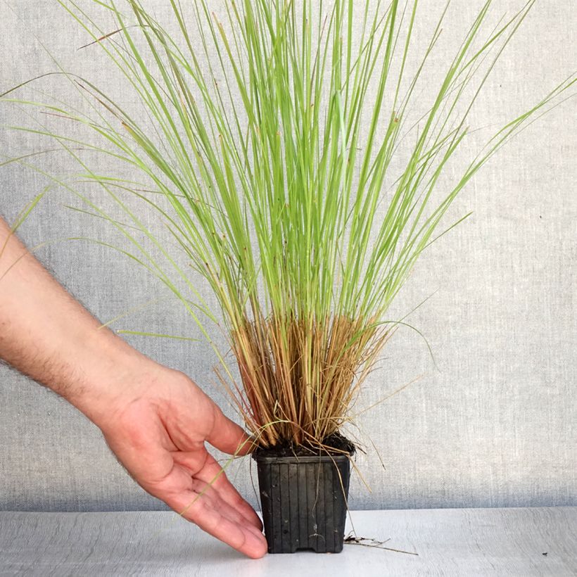 Esimerkki kesällä toimitetusta Kaartoröllinurmikka - Eragrostis curvula Godet de 8/9 cm-taimesta