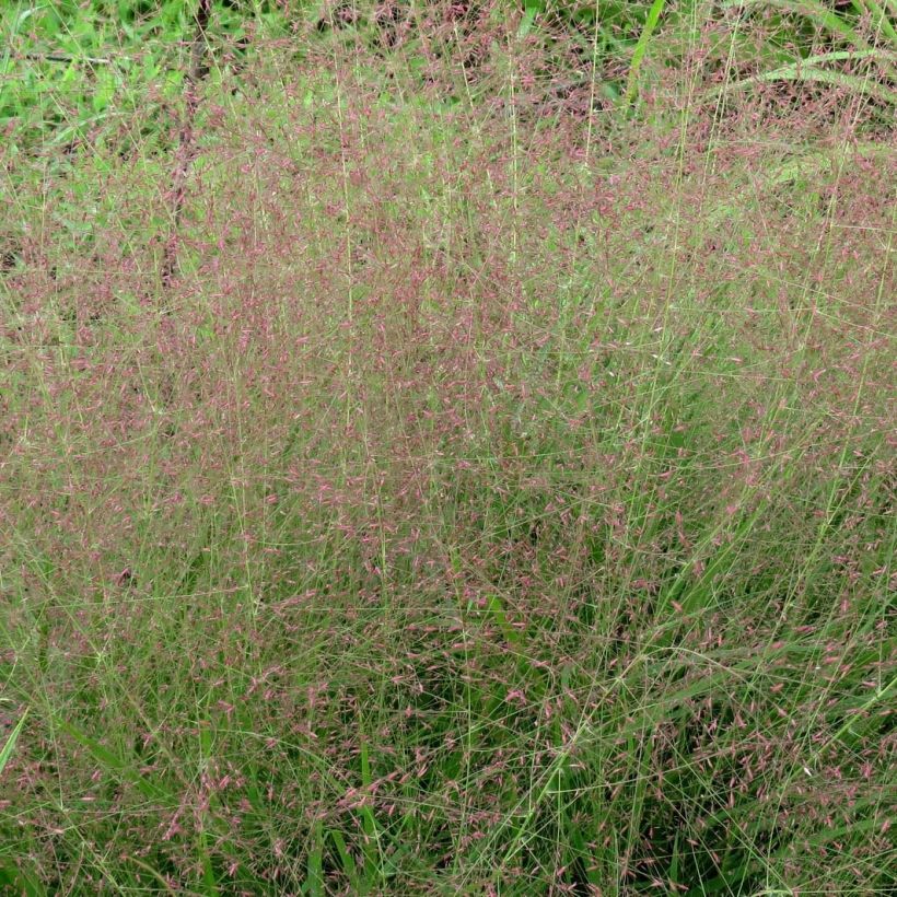 Loistoröllinurmikka - Eragrostis spectabilis (Kukinta)